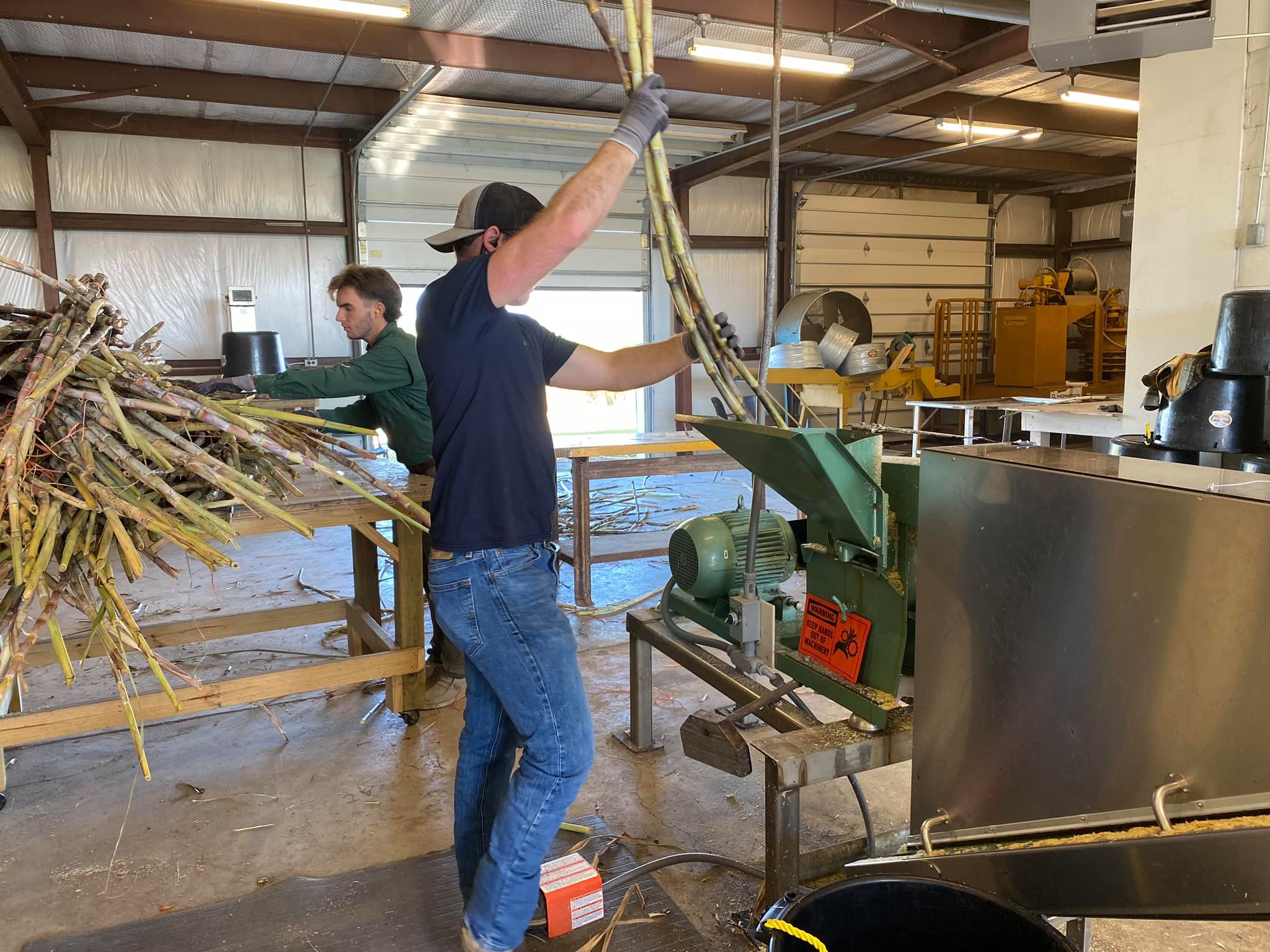 Blanchard passes whole sugarcane stalk samples through a shredder so the samples can be analyzed for sucrose content traits. Photo courtesy of Brayden Blanchard.