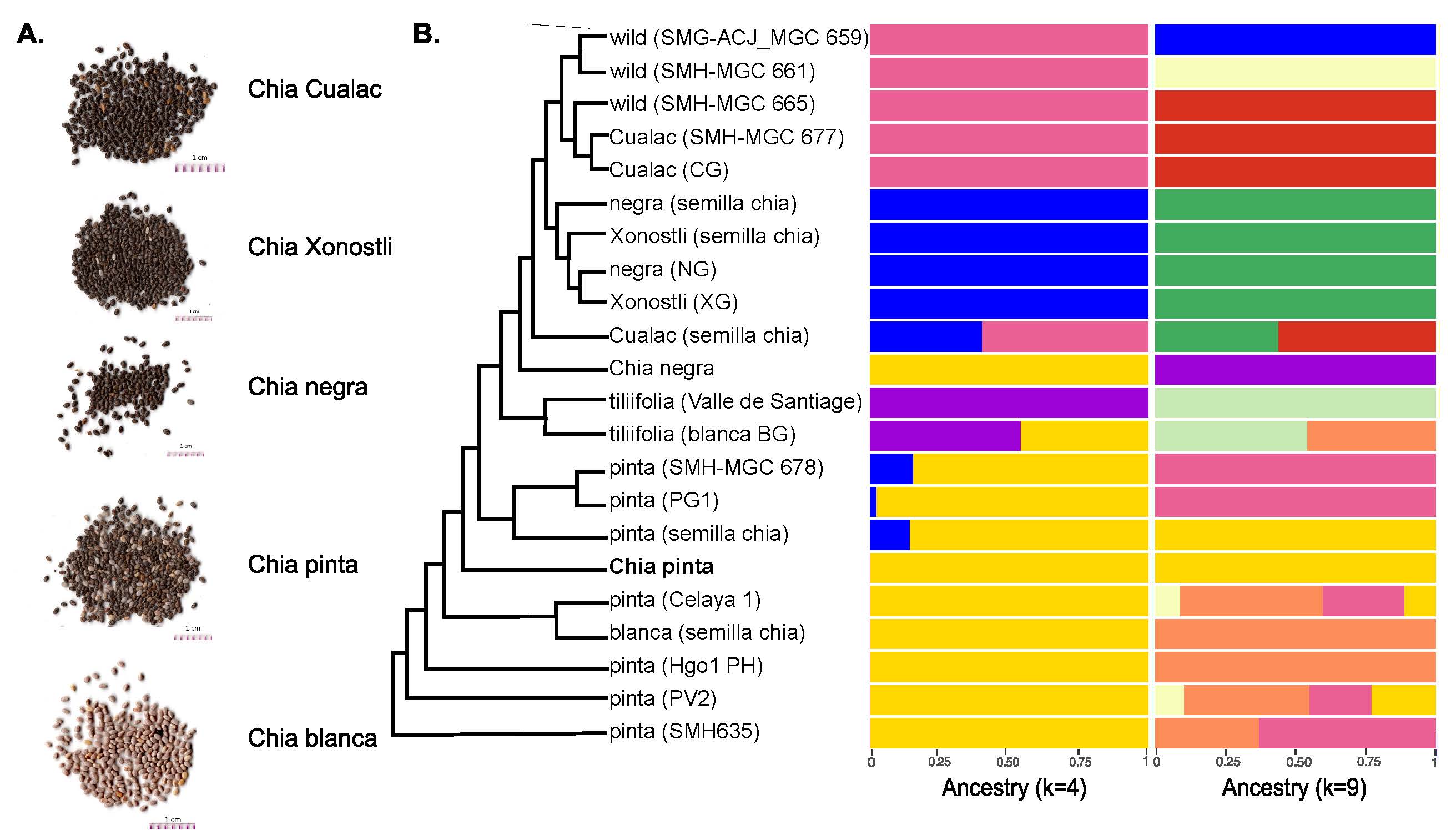 Comparison of chia genomes reveals a history of interspecies hybridizations. Image by Julia Brose.