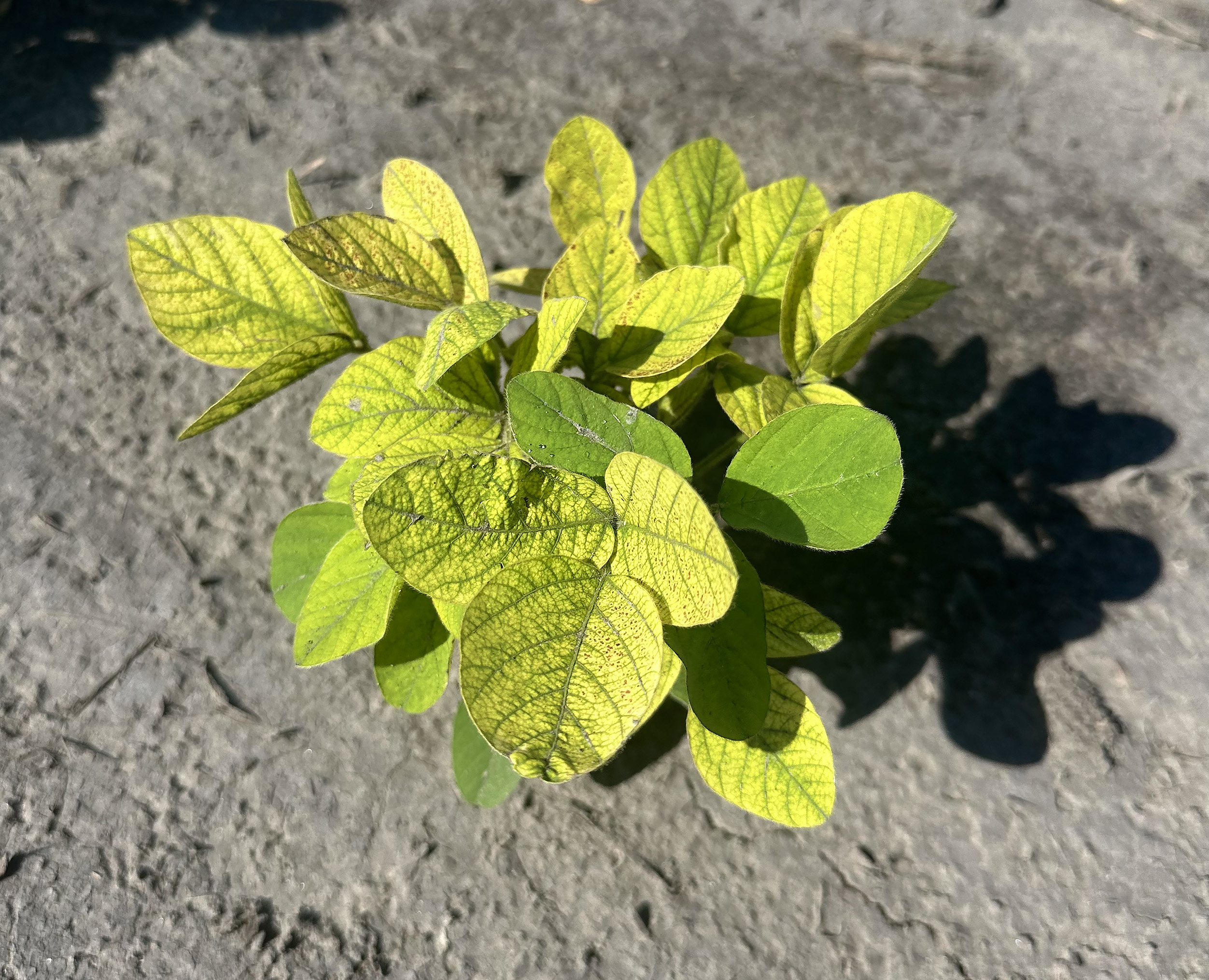 Symptoms of iron deficiency chlorosis in soybean, a key stress that was identified as an area of need by the soybean research community. Photo by Mary Jane Espina, University of Minnesota.