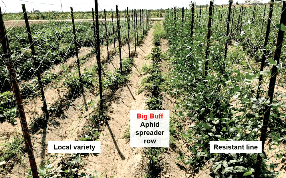 On Day 58, the team evaluates local varieties and resistant lines to aphids. In the middle is Big Buff, a cowpea cultivar susceptible to aphids. Photo by Bao-Lam Huynh.