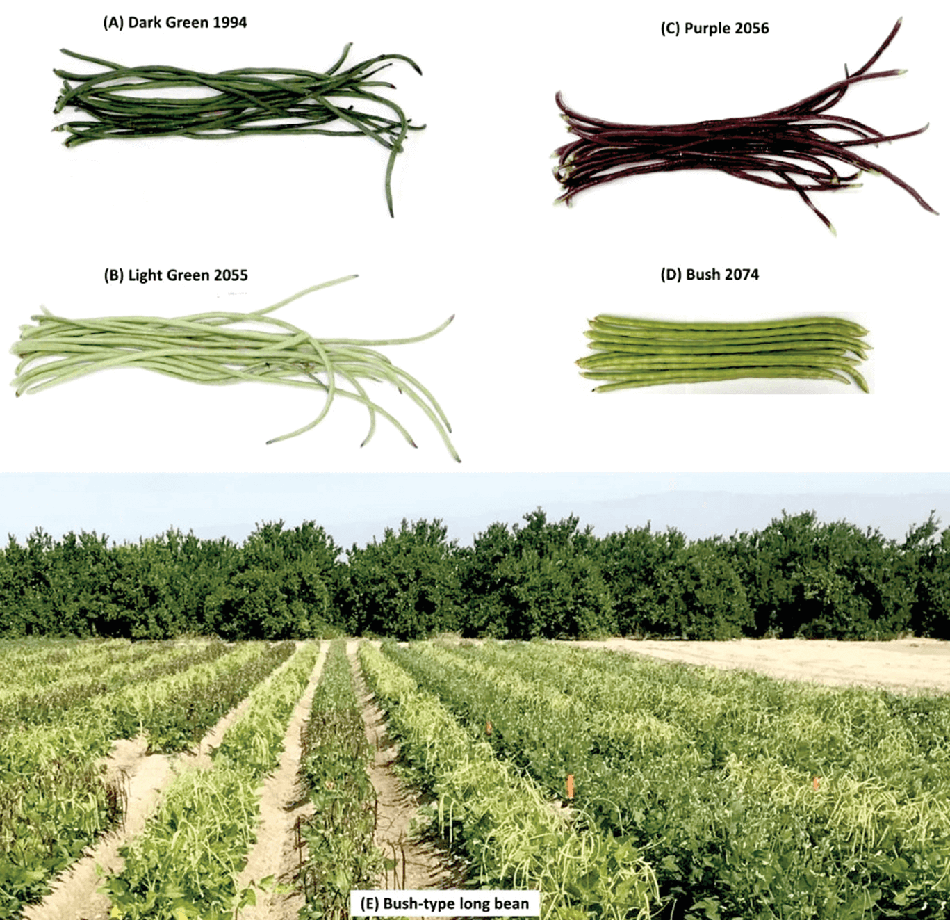 Pod samples of aphid-resistant vine-type long bean lines (A) Dark  Green 1994, (B) Light Green 2055, (C) Purple 2056, and (D) nema- tode-resistant bush-type Bush 2074. The field trial (E) was conduct- ed in Thermal, CA in 2022. The images shows the determinate, erect  growth habit of bush-type long bean plants. Photo by Lilian Thaox- aochay and Bao-Lam Huynh.