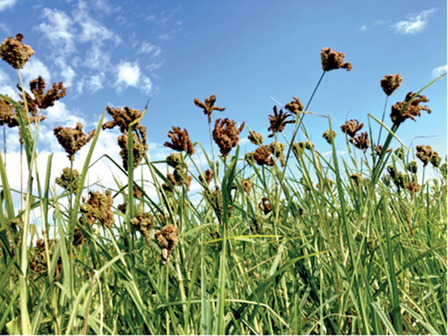 Finger millet grown in marginal soil in Mississippi’s hot and dry environment. Photo by Raju Bheemanahalli, MSU.