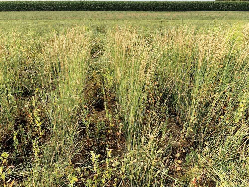 Intercropping has been shown to improve soil bulk density, soil aeration, nutrient mobilization, soil aggregation, microbial activity, and overall soil health. This photo shows a Kernza–legume inter- crop and is courtesy of V. Picasso (originally published in CSA News here: https://bit.ly/45az2vE).