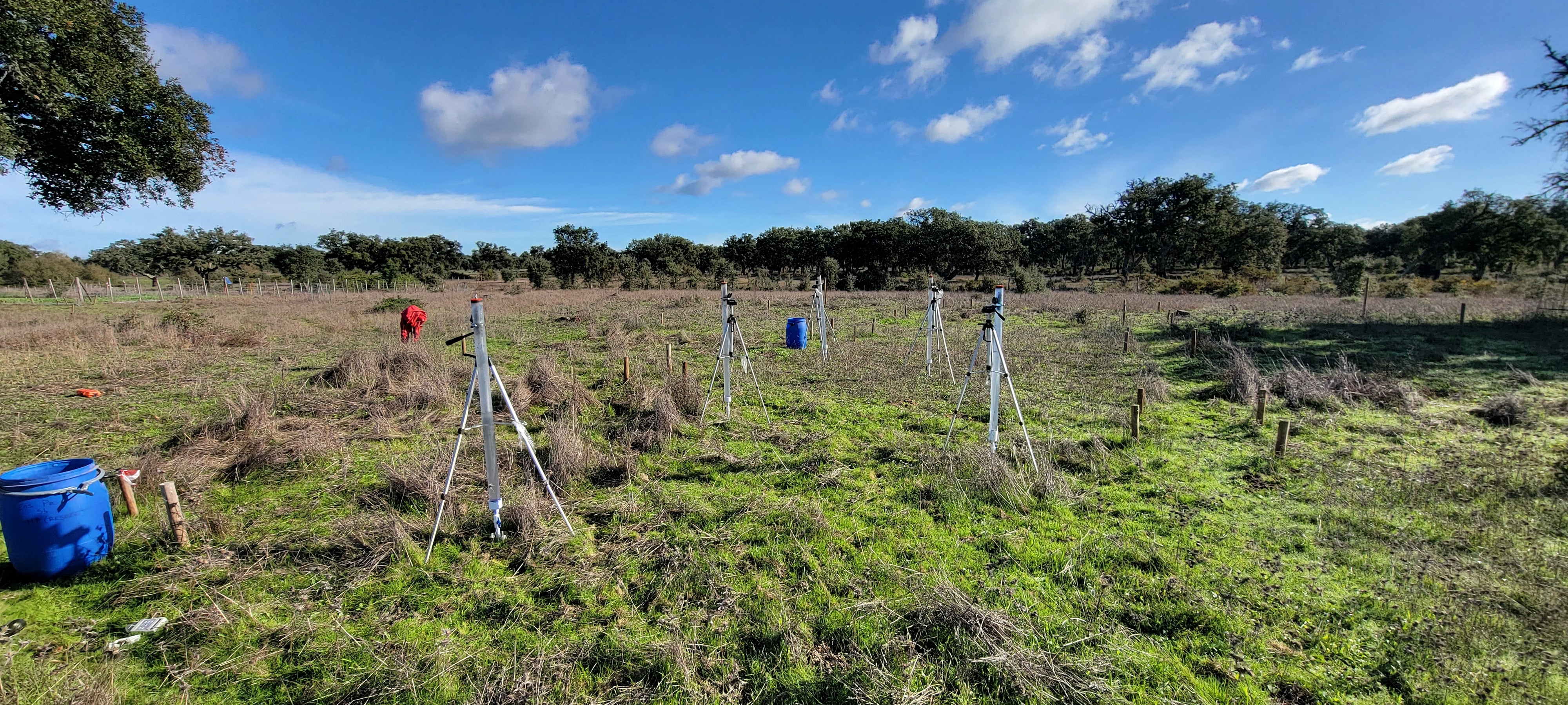 Infiltrometers deployed at an experimental site at Companhia das Lezírias, Portugal. Photo by Pedro Leite.