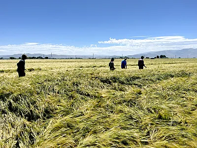 Scott Fisk and Margaret Krause, OSU, Clay Kaasa, Great Western Malting Company, and Scott Adams, Golden Valley Warehouse in a field of Top Shelf near Burley, ID. Photo courtesy of Pat Hayes.