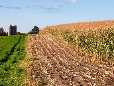 There are numerous benefits to more diverse rotations, but breaking out of the two-crop corn–soybean rotation is not easy. Photo by the University of Nebraska–Lincoln CropWatch and courtesy of Javed Iqbal.
