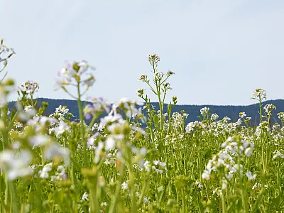 Photo courtesy of NRCS Oregon. CC BY-ND 2.0.