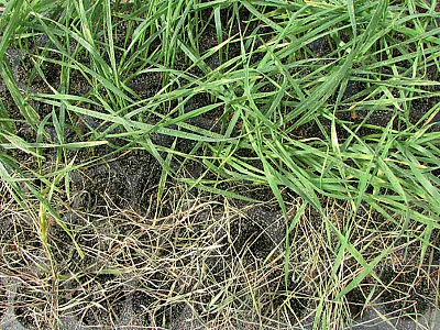 Russian wheat aphid (RWA)-resistant (upper) and RWA-susceptible (lower) wheat lines at four weeks after infestation. Photo courtesy of Xiangyang Xu.