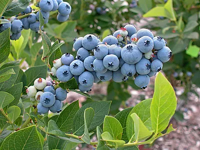 Highbush blueberries, a North American blueberry species. Photo by Mark Ehlenfeldt, USDA-ARS. 