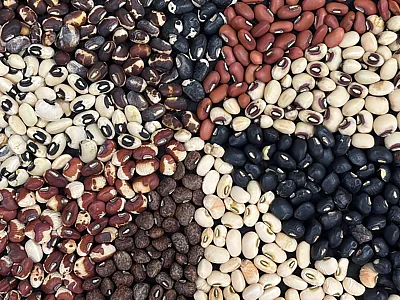 Variation in seed color of cowpea genotypes. Photo by Sujan Poudel.