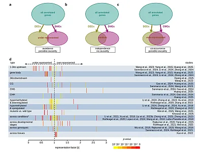 Theoretical and empirical outcomes of comparisons between sets of differentially expressed genes (DEGs) and differentially methylated genes (DMGs). The statistical significance of the intersection of these sets was assessed by a hypergeometric test. Image courtesy of Peter Civan, French National Institute for Agricultural Research (INRAE).