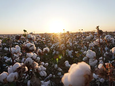  A cotton trial in Hale County, TX. Photo by Brooke Shumate.