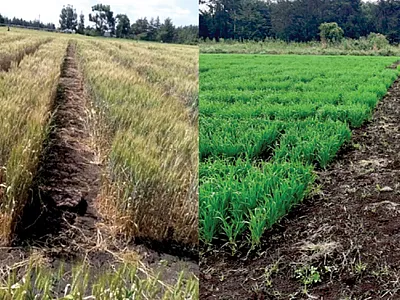 Demonstration of field experiment activities (selection of yellow rust resistant genotypes) in Bale, Ethiopia. Photos by Mohamedamin Abdurazake, Haramaya University.