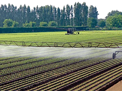 Scientists are exploring how excessive salt and heavy metals brought into the soil by irrigating with wastewater can damage crops and also how to remove and how to remove the heavy metals that enter soils. Photo courtesy of Adobe Stock/ChiccoDodiFC.