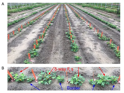 Development of a multiparent advanced generation inter-cross population of peanut (PeanutMAGIC). Advancing an eight-way F1 hybrid to produce F2 seeds (A). The F1 seeds individually planted with an alternating border of Georgia-06G, a popular commercial variety (B).