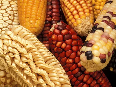 Researchers used a simulation of a maize (pictured) breeding program to evaluate the efficacy of the new SimpleMating R package. Photo by Keith Weller/USDA.