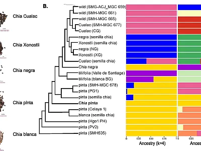 Comparison of chia genomes reveals a history of interspecies hybridizations. Image by Julia Brose.