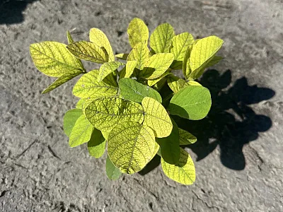 Symptoms of iron deficiency chlorosis in soybean, a key stress that was identified as an area of need by the soybean research community. Photo by Mary Jane Espina, University of Minnesota.