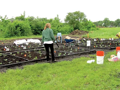 Installation of test plots used in this study. Photo by Ganga Hetti- arachchi.