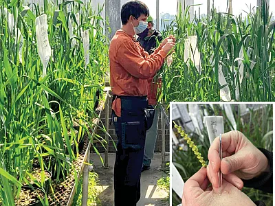 Clemson University assistant professor Richard Boyles makes crosses in the greenhouse. Photo by Carolina Ballén-Taborda, Clemson University. Inset: Emasculation of a wheat spike. Photo by Walker Spivey, Clemson University.