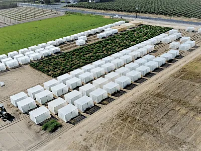 Alfalfa grow out at Prosser, WA including isolation cages.