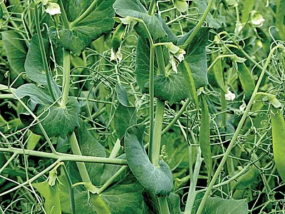 Researchers found that the domestication history of peas, shown here, has a significant impact on soil properties when peas are used as cover crops. Image by Jamain via Wikimedia Commons and published here under this license: https://creativecommons.org/ licenses/by-sa/3.0/legalcode.