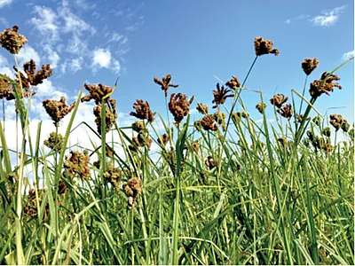 Finger millet grown in marginal soil in Mississippi’s hot and dry environment. Photo by Raju Bheemanahalli, MSU.