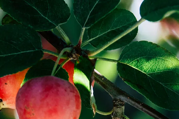 close up of apples hanging from a branch