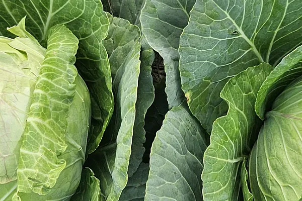 close up of cabbage heads in a field