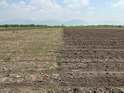Figure 3. Noâtillage and conventional tillage research plots near Logan, UT. The photo was taken on the day that corn was planted in 2023 after five years of treatment implementation. Photo by Matt Yost.