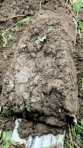Soil conservation practices can promote soil health by increasing soil organic matter, soil organic carbon and nitrogen, soil aggregates, high microbial activity, and other physical and chemical properties of soil. Photo by Jaya Nepal.
