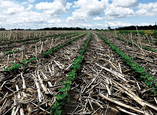 Reduced-tillage practices, enhance soil organic matter content, which serves as a vital energy and nutrient source for the microbial community. Photo by Nall Moonilall.